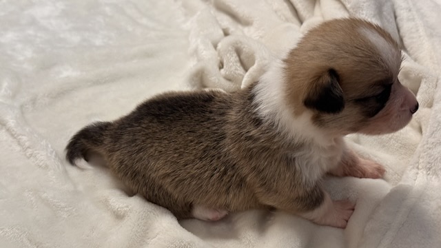 Bagel