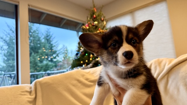 Maple