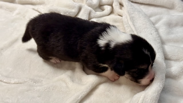 Bacon